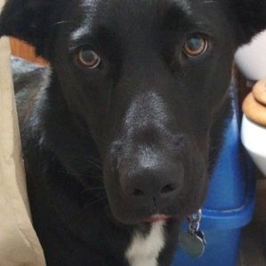 Meet your Posher, Rachael